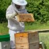 Pure Texas Wildflower Honey 1.2 LB (19.2 Oz) Unfiltered, Raw 100 percent natural